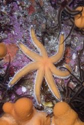 Seven armed starfish. Scotland.
D200, 60mm. by Derek Haslam 